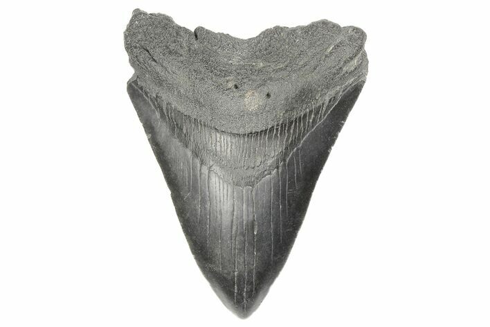 4.45" Fossil Megalodon Tooth - South Carolina
